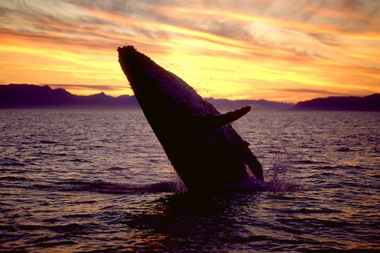 whale breaching at sunset hawaii