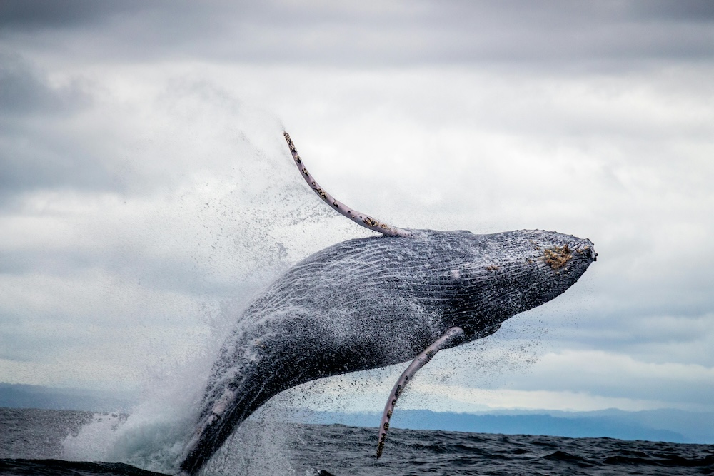 whale breaching water in Hawaii