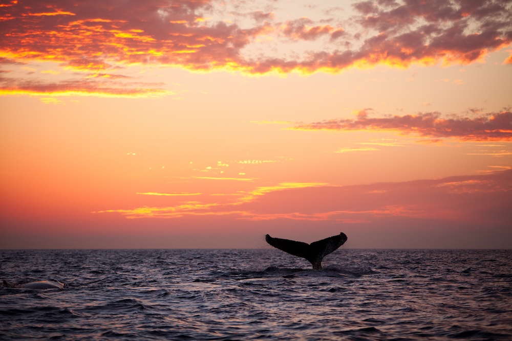 whale tail sunset
